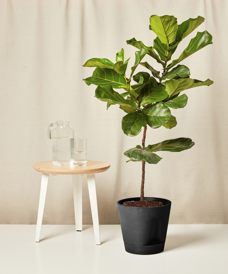 Fiddle Leaf Fig with large, glossy green leaves in pot