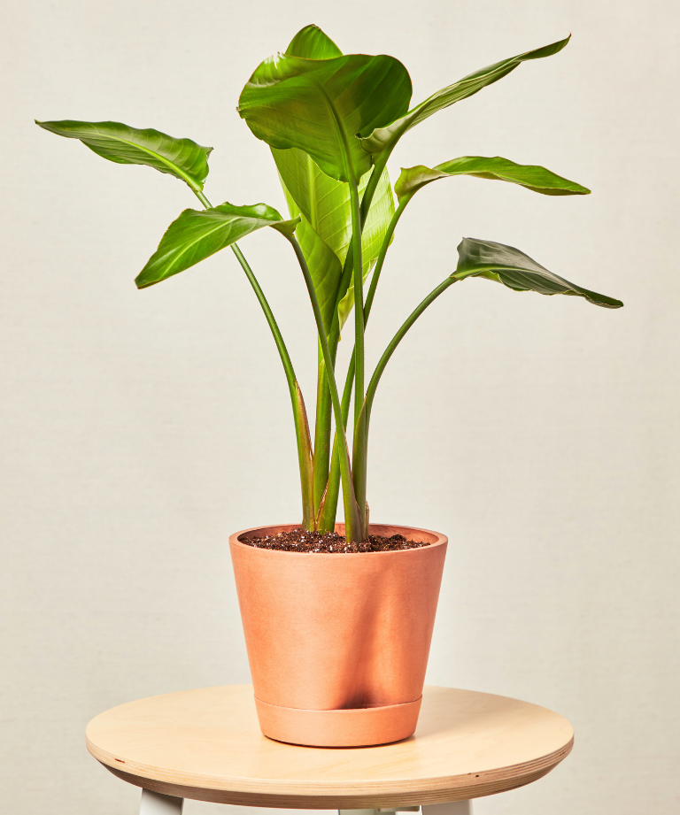 Bird of Paradise with fan-like tropical leaves in indoor planter