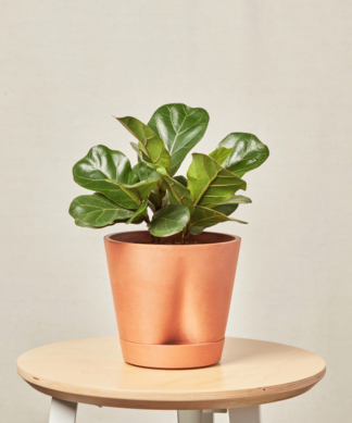 self watering clay MD little fiddle leaf fig