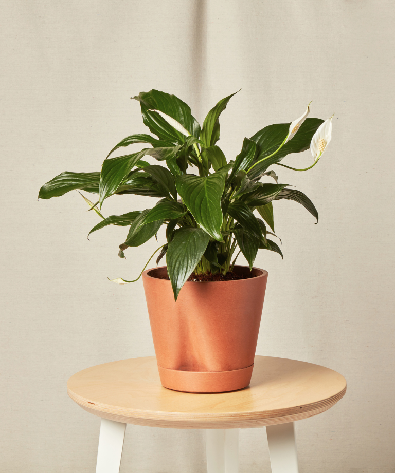 Peace Lily with glossy green leaves and white flowers