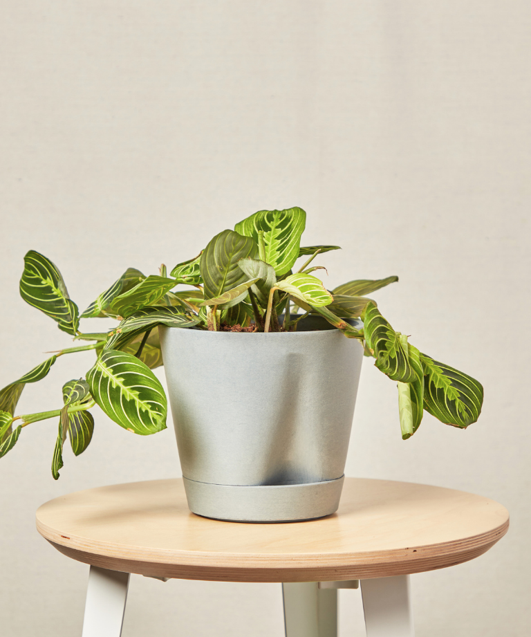 Neon Prayer Plant for Aquarius