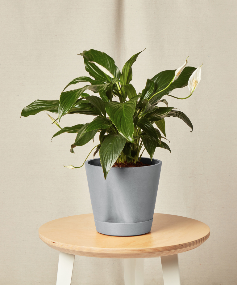 Peace Lily with lush green leaves and white blooms
