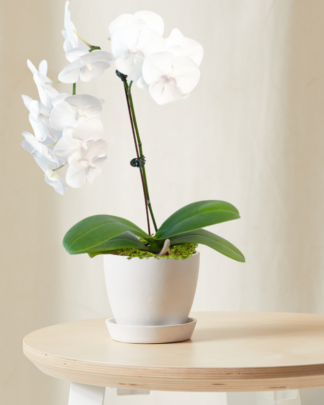 Little-Orchid-White_White
