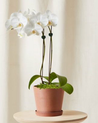 Tabletop-Orchid-White_Clay