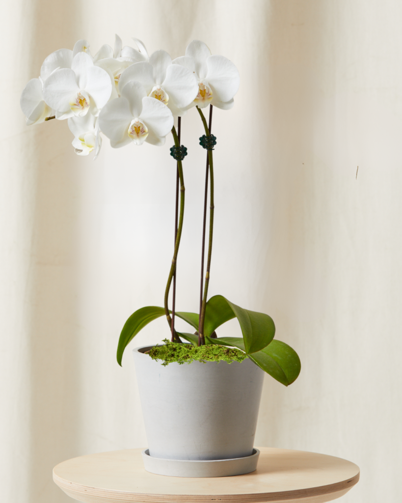Orchid with white blooms