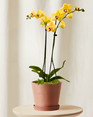 Tabletop-Orchid-Yellow_Clay