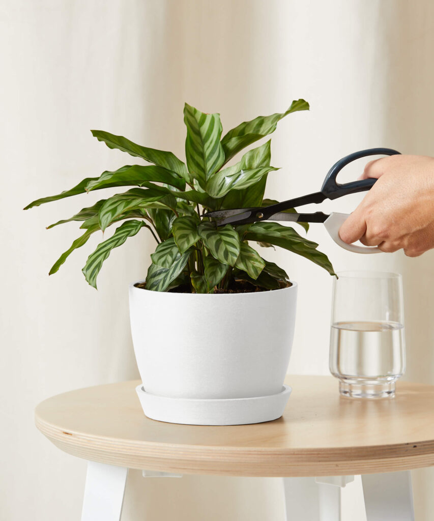 Calathea with patterned green and purple leaves
