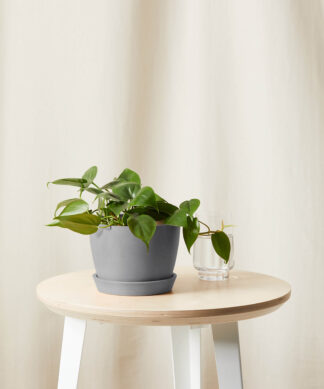 bloomscape_philodendron-heartleaf_scaled grey