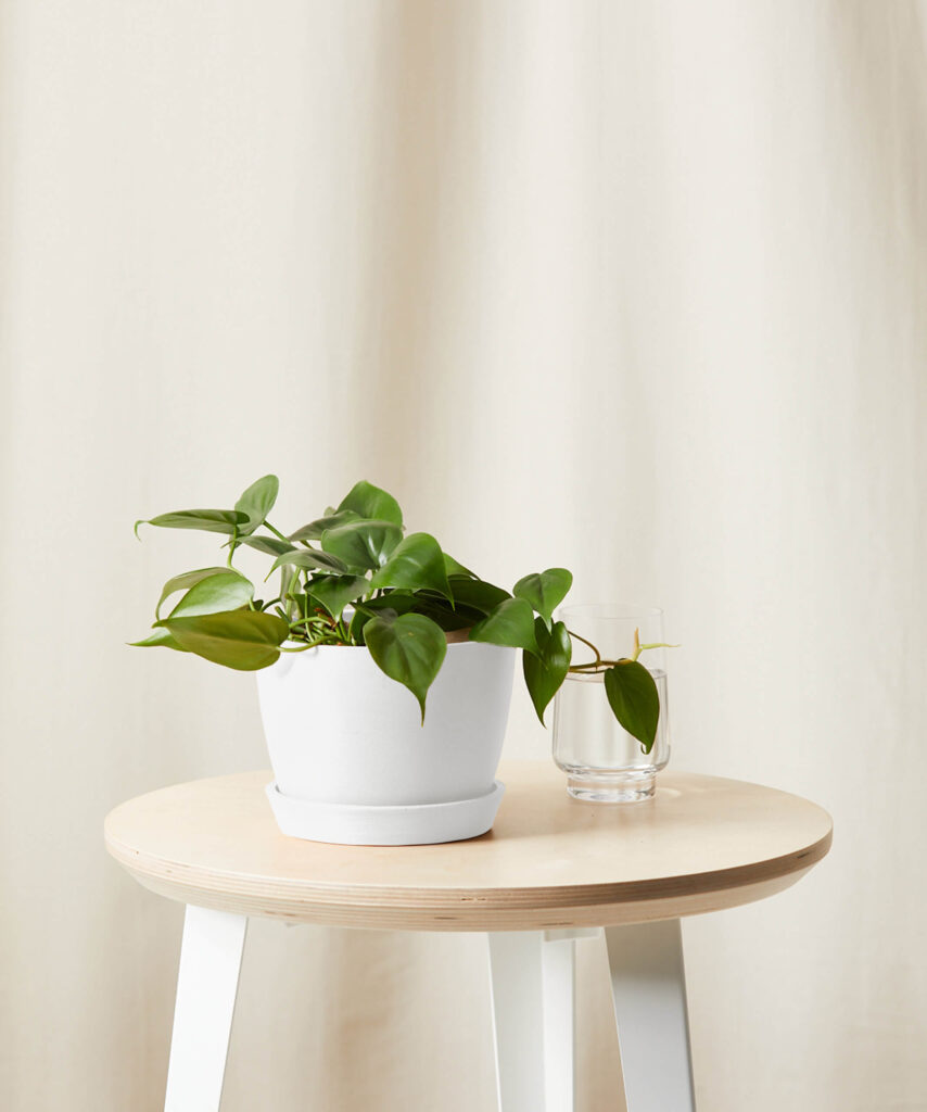 Philodendron with heart-shaped green leaves trailing from a small pot