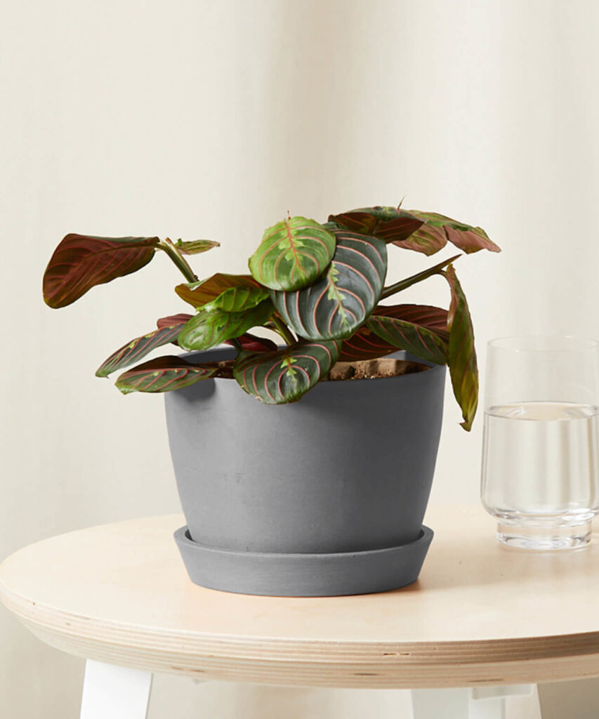 Prayer Plant with patterned green leaves that fold at night