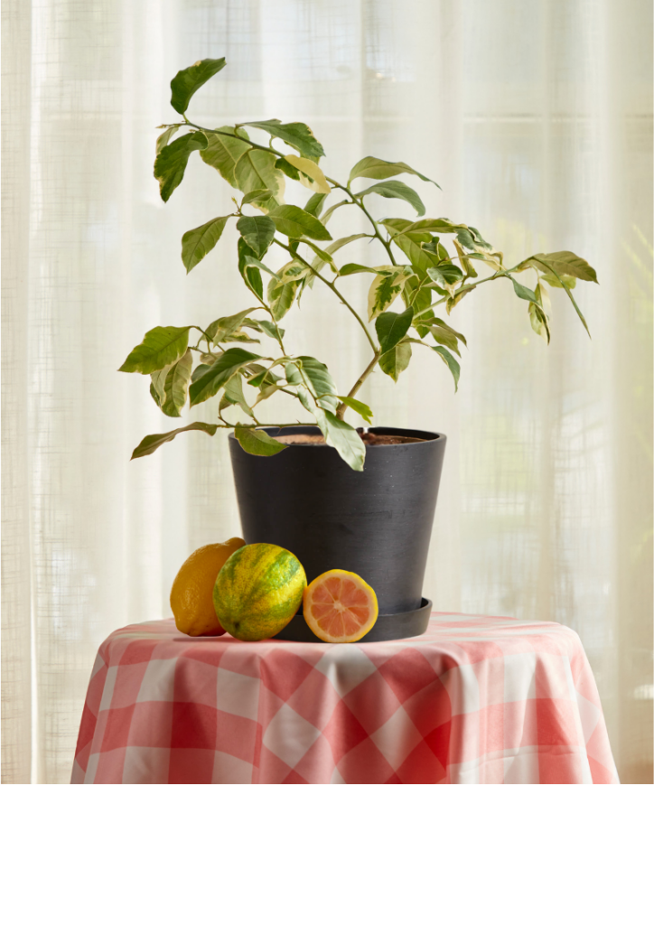 Variegated Pink Lemon Tree with green-and-pink leaves and small lemons
