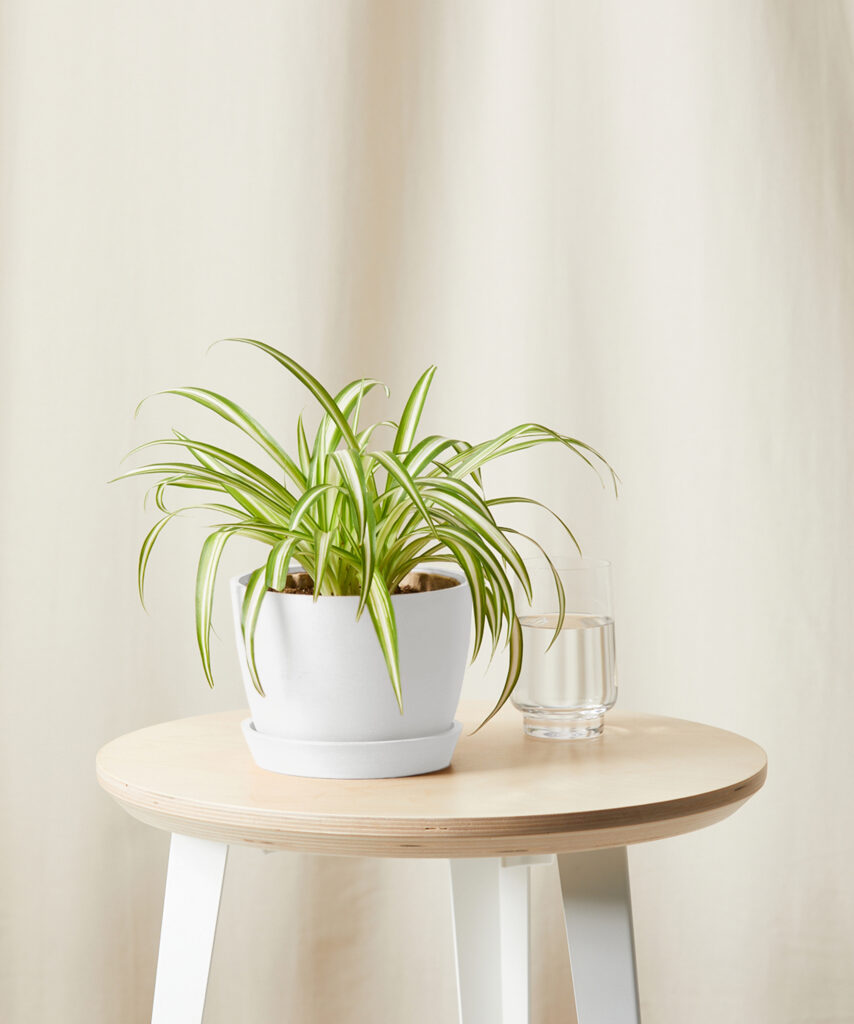 Spider Plant with arching in green-and-white striped leaves