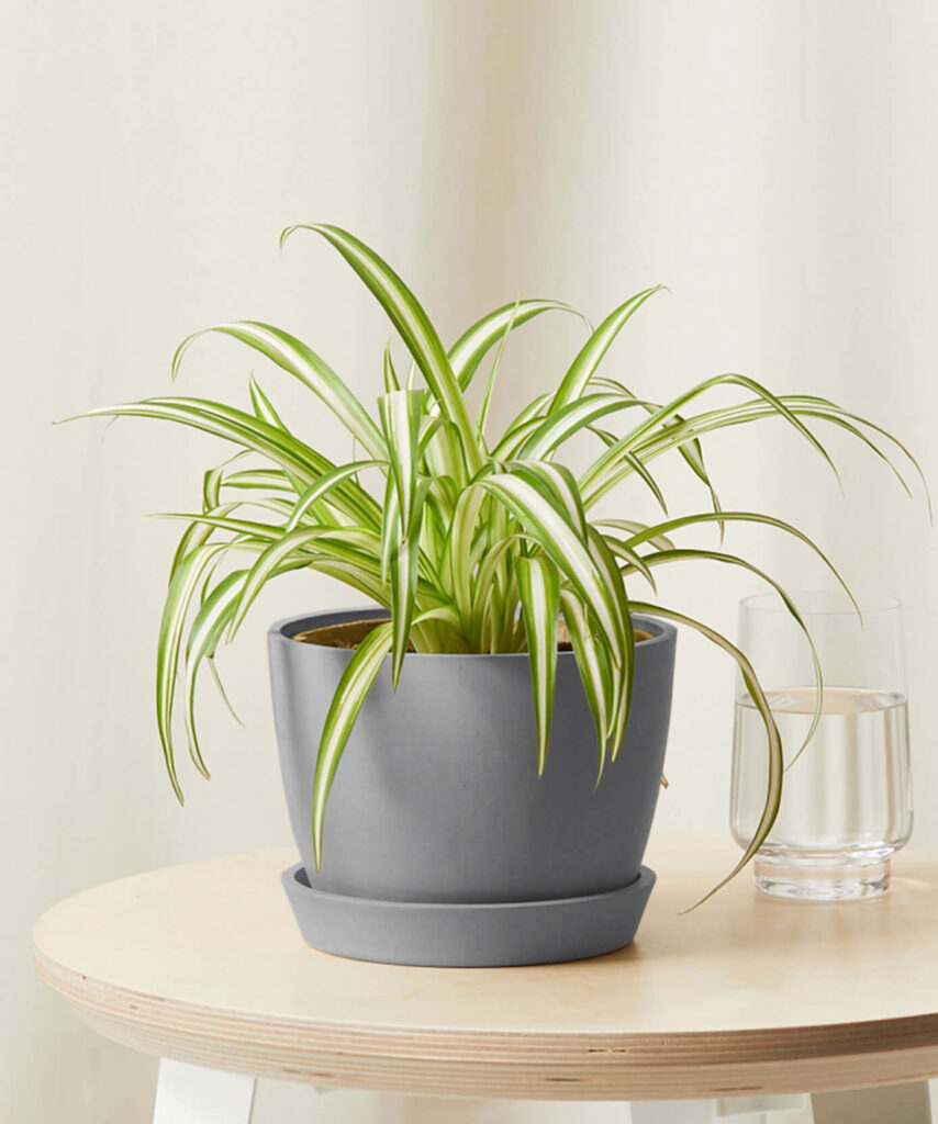 Spider Plant with arching striped green-and-white leaves