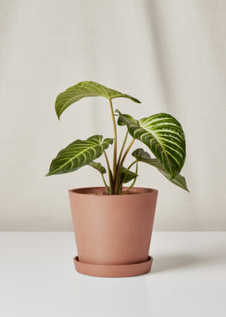 Xanthosoma in Clay EcoPot