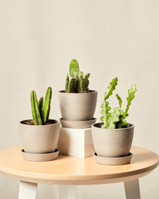 enchanted desert trio in taupe pots