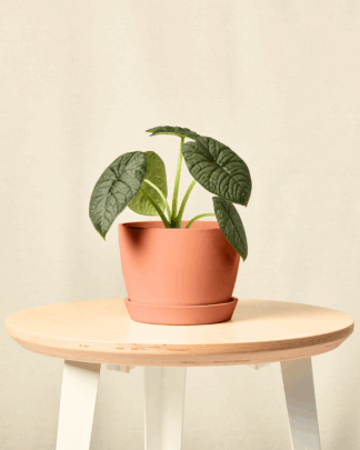 alocasia melo in clay pot